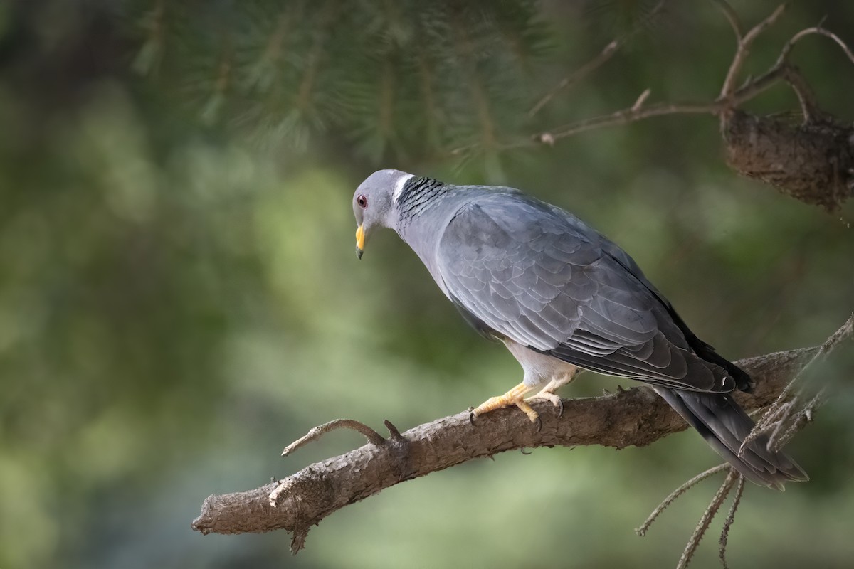 Band-tailed Pigeon - Jack Lefor