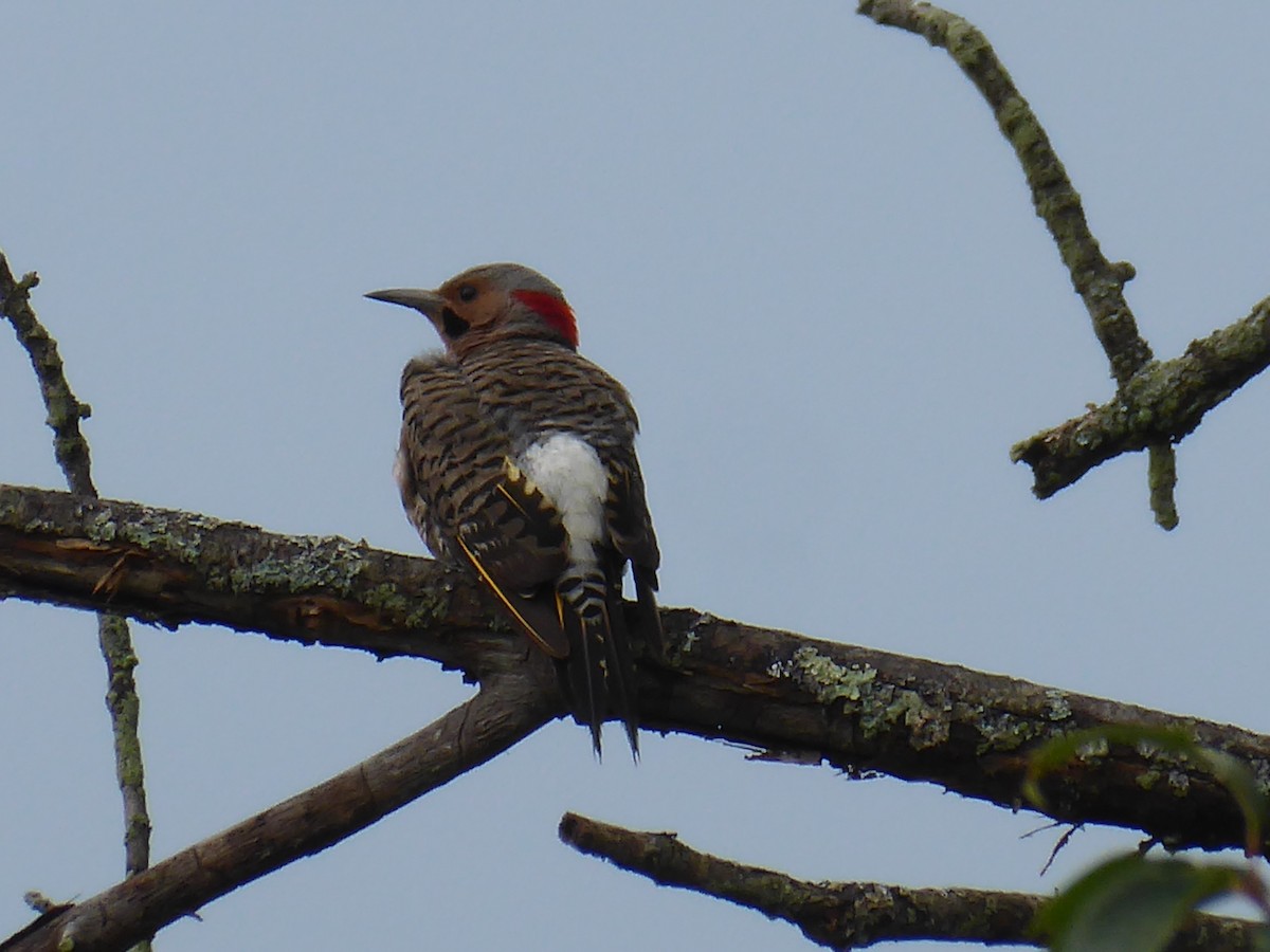 Northern Flicker - ML621807849