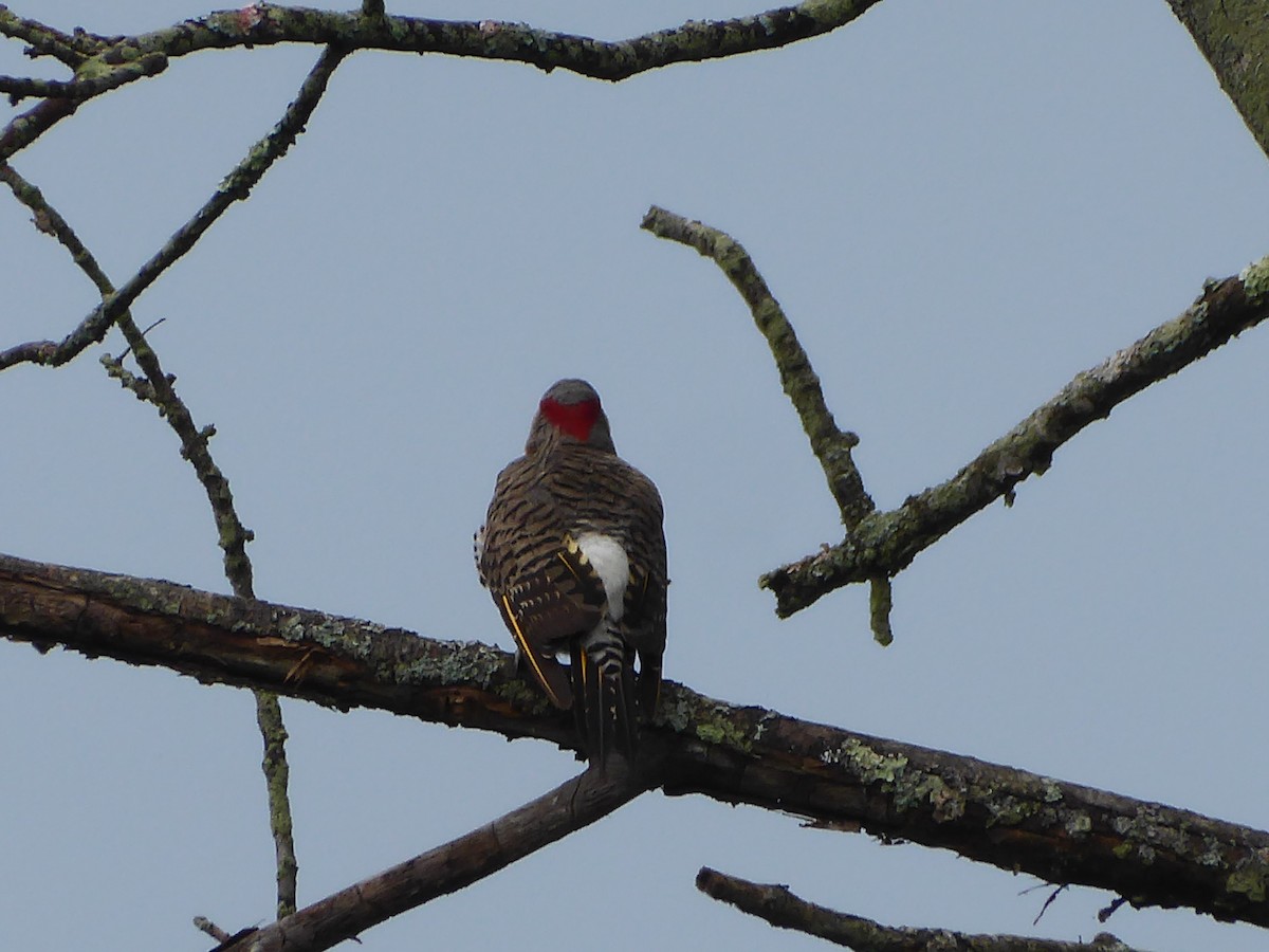 Northern Flicker - ML621807851