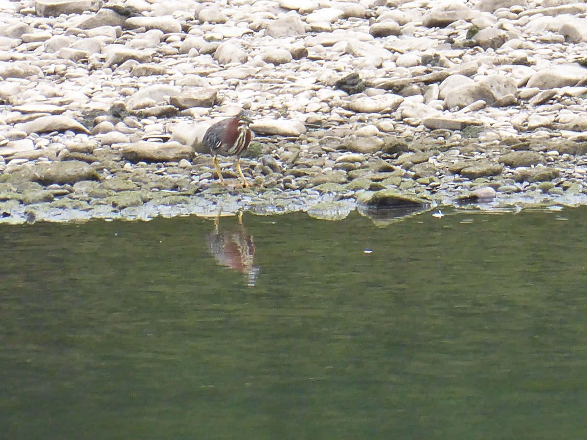 Green Heron - ML621807873