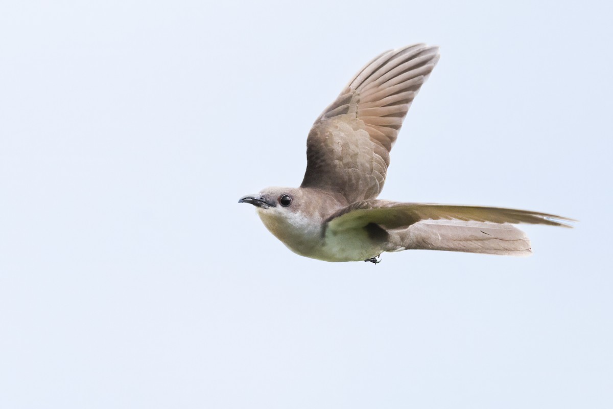 Black-billed Cuckoo - ML621807878