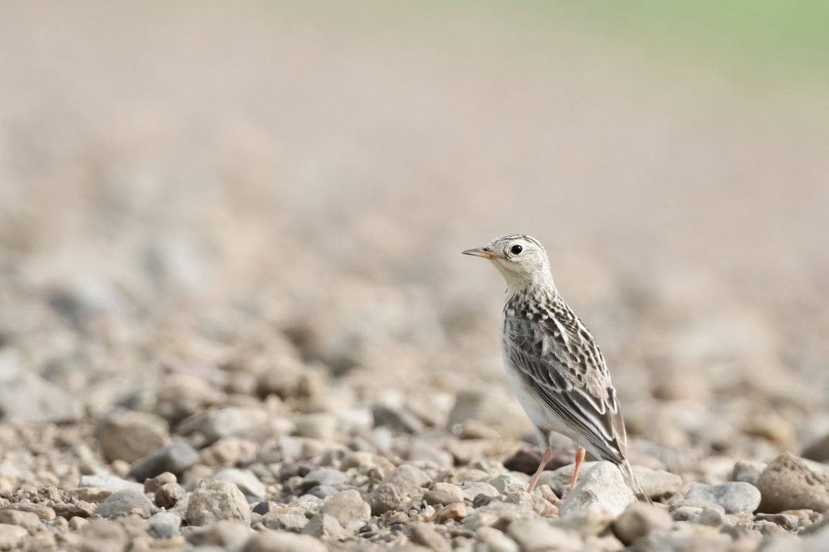 Sprague's Pipit - ML621807887