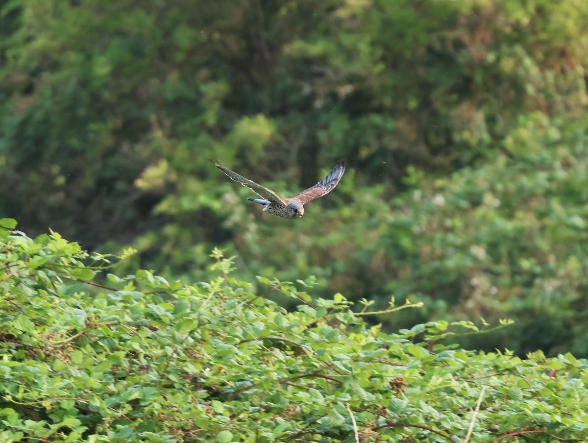 Eurasian Kestrel (Eurasian) - ML621807921