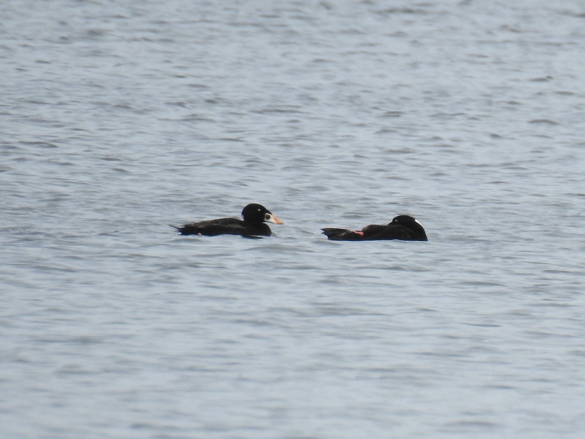 Surf Scoter - ML621807924