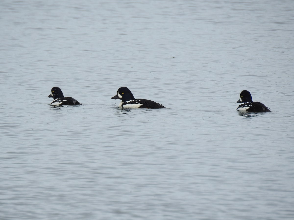 Barrow's Goldeneye - ML621807927