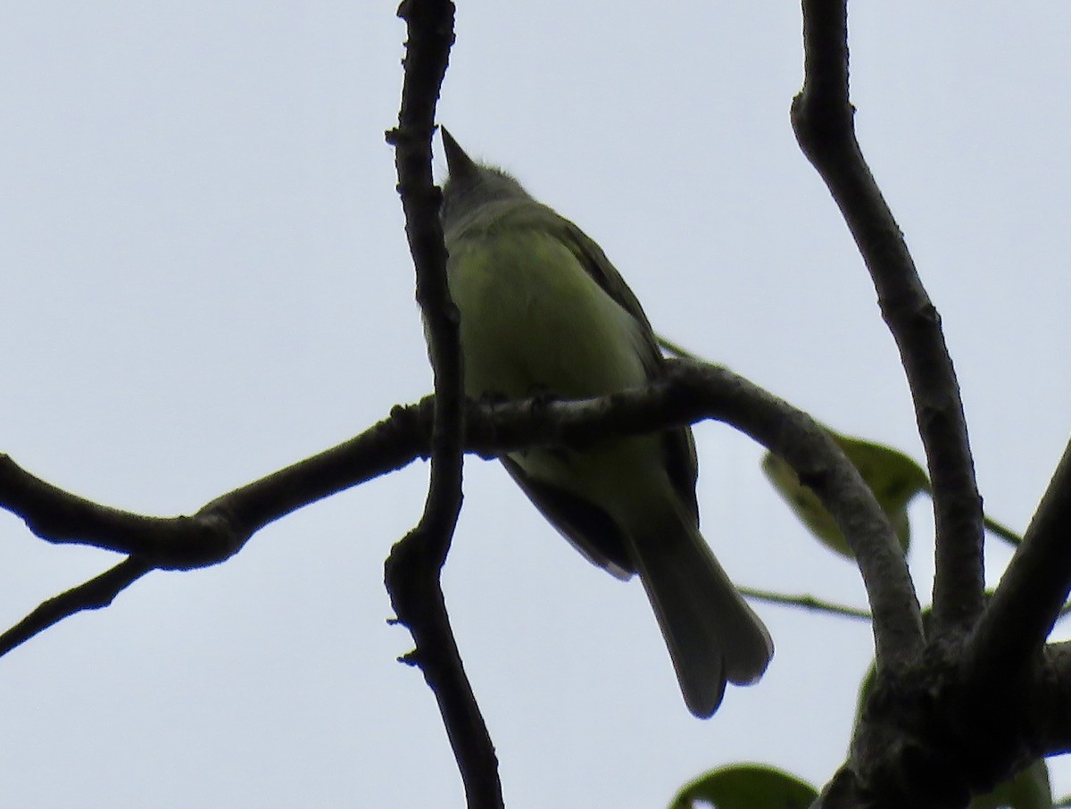 Greenish Elaenia - Chris Welsh