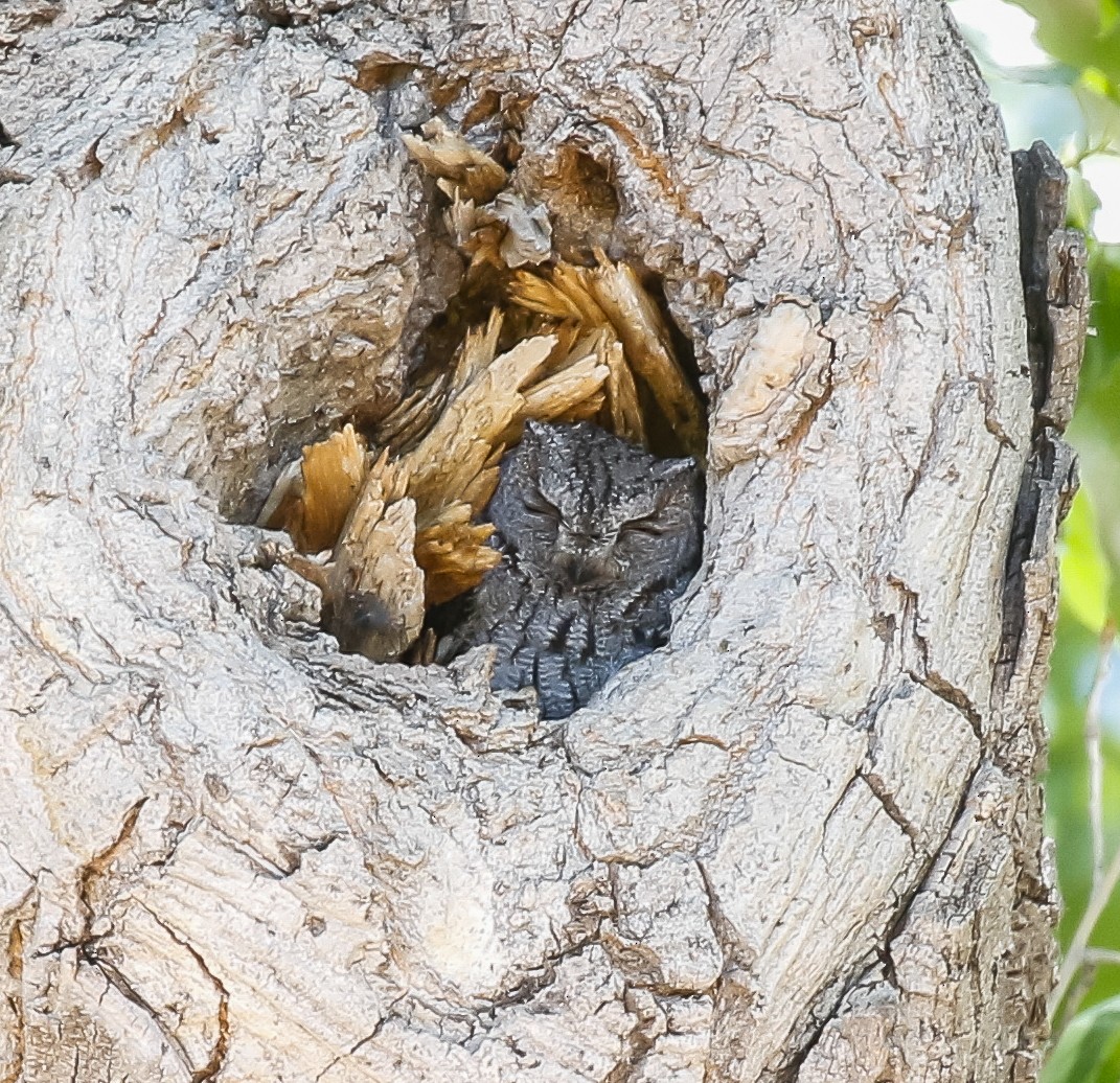 Western Screech-Owl - ML621807956