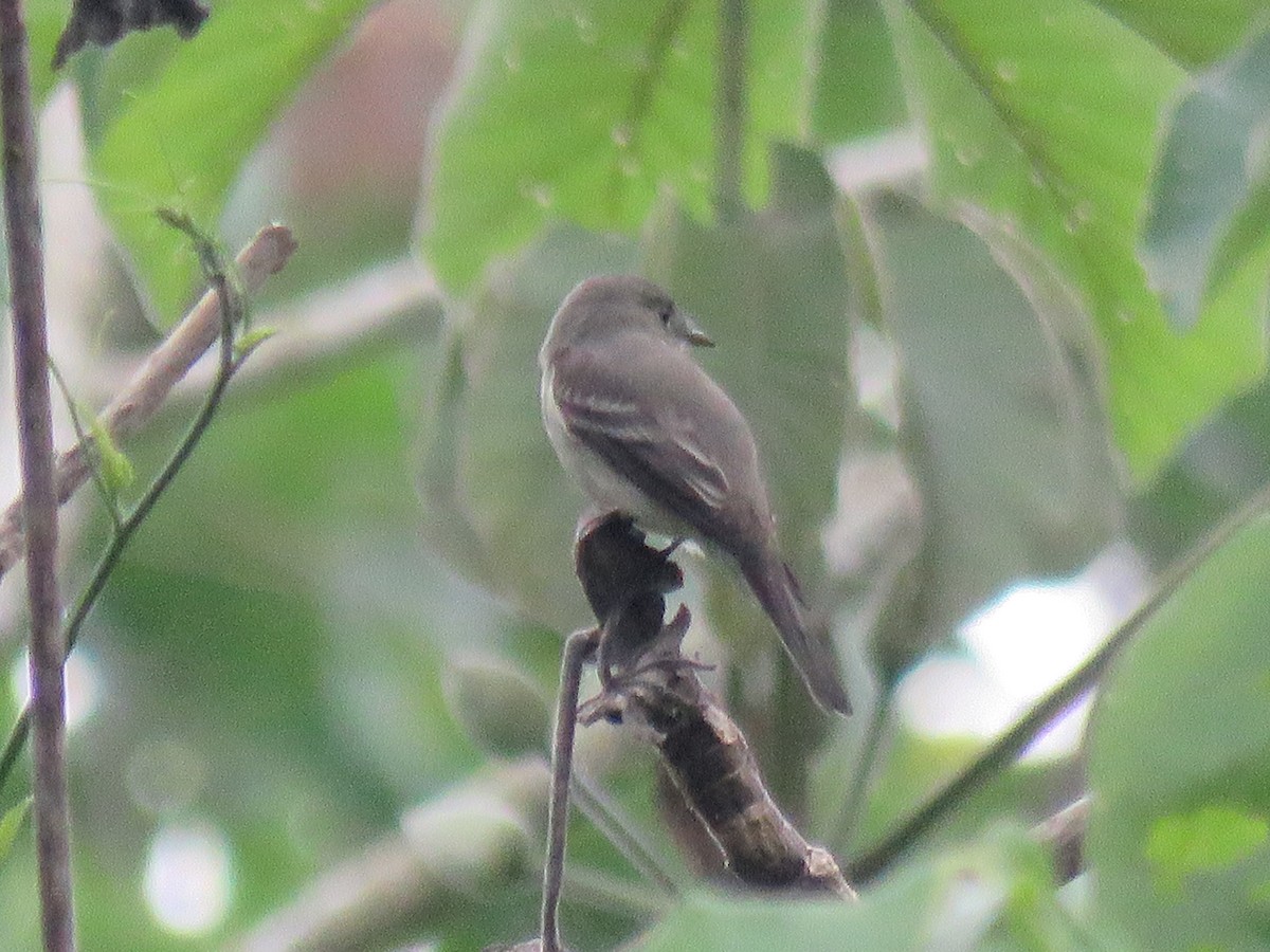 Eastern Wood-Pewee - Chris Welsh