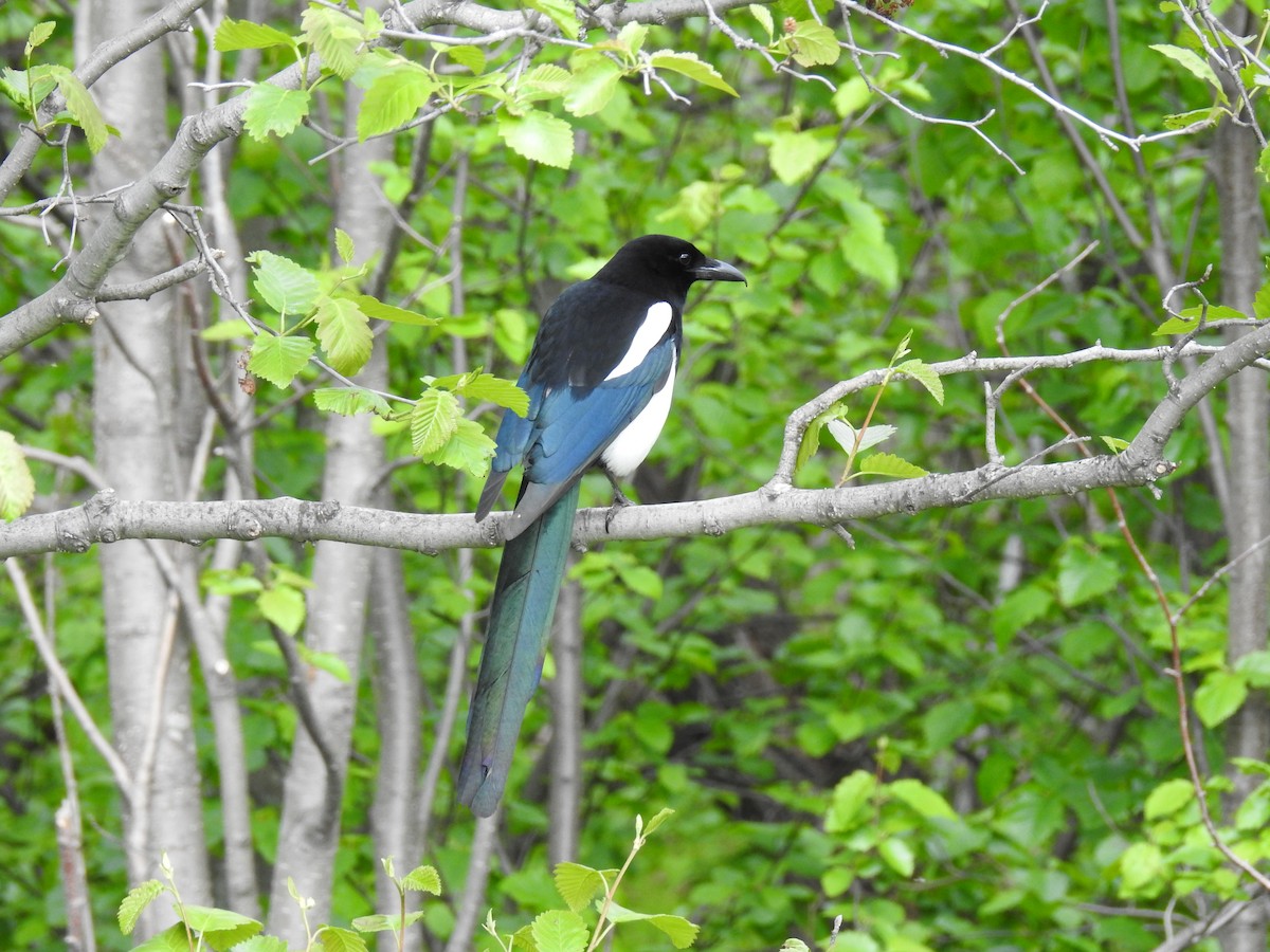 Black-billed Magpie - ML621807962