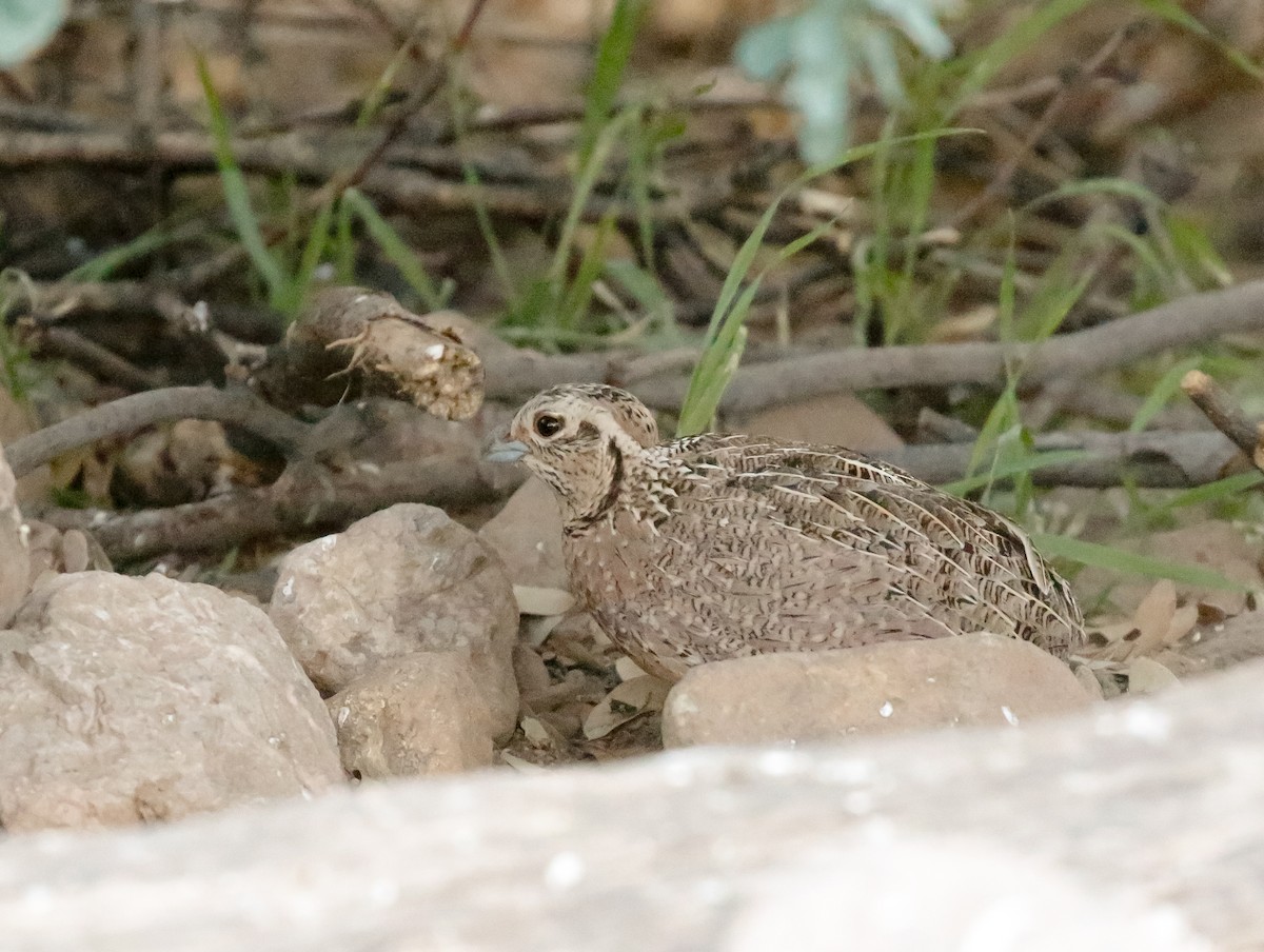 Montezuma Quail - ML621807975