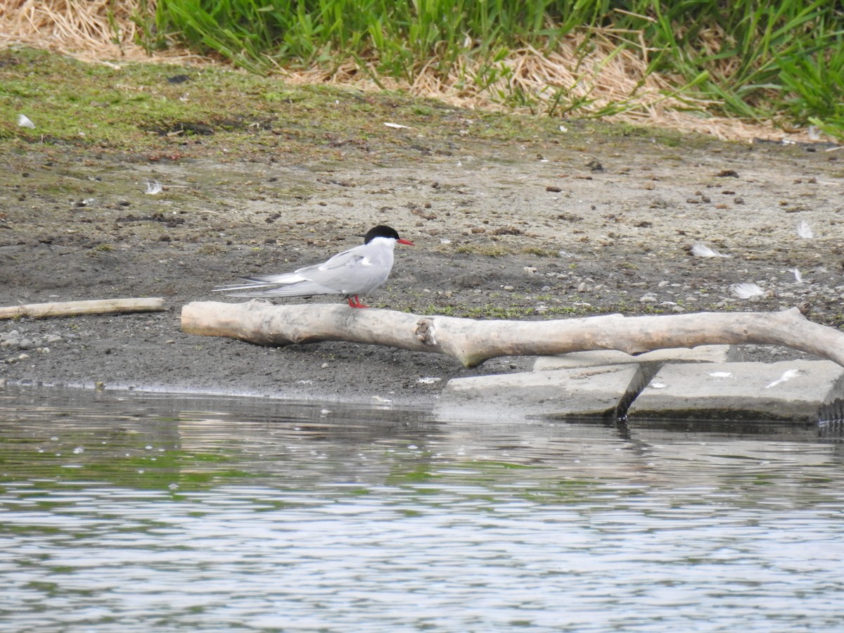 Arctic Tern - ML621807984