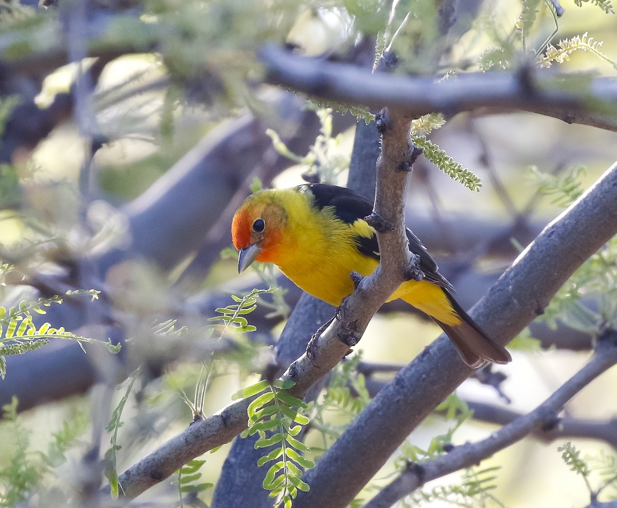 Western Tanager - ML621807990