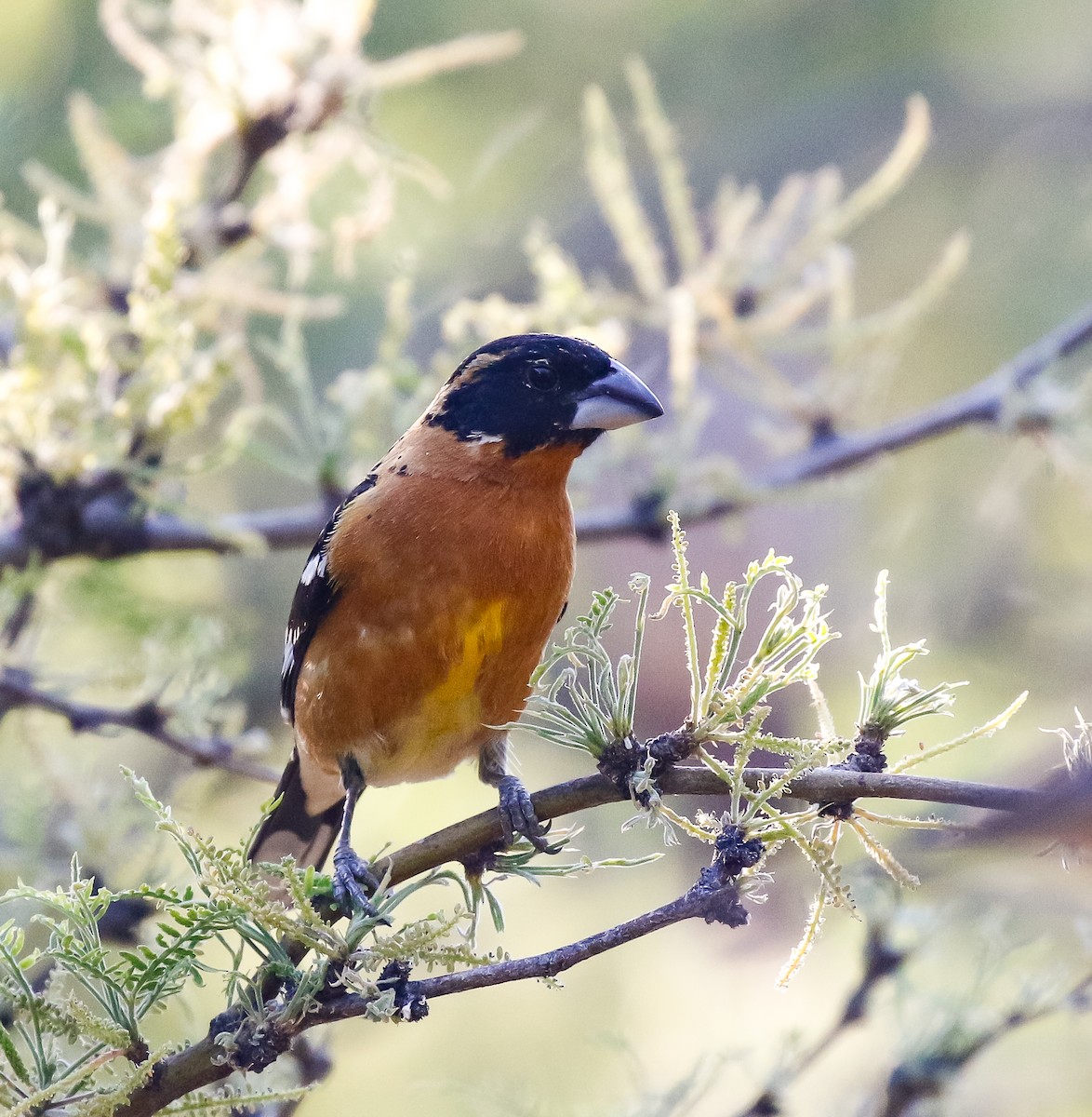 Black-headed Grosbeak - ML621807994