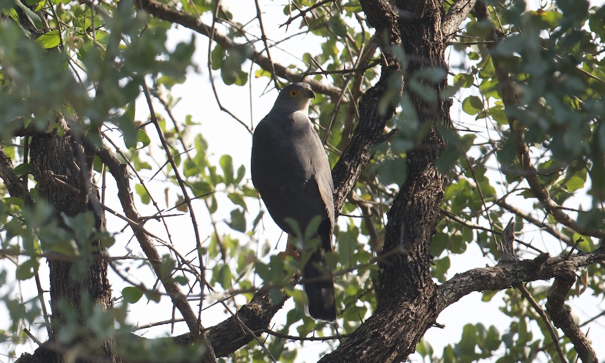 African Goshawk (Eastern) - ML621808003