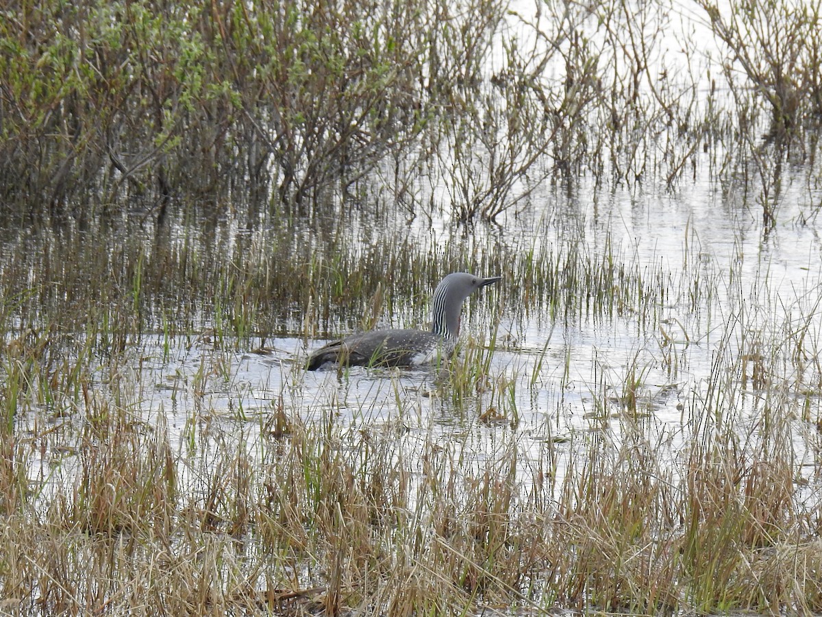 Red-throated Loon - ML621808057