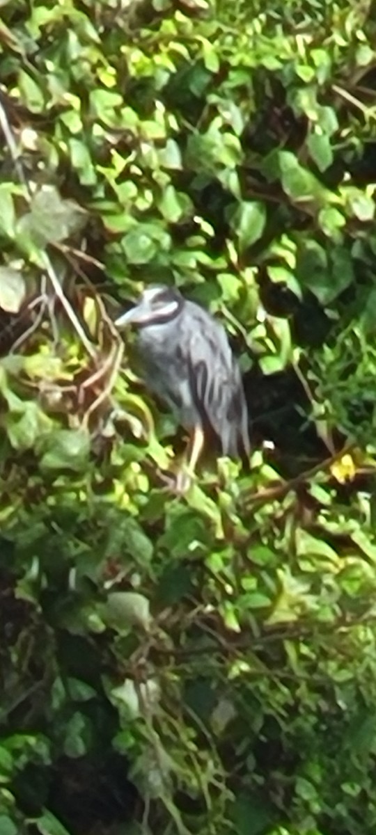 Yellow-crowned Night Heron - ML621808117