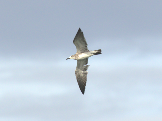 Mouette atricille - ML621808150