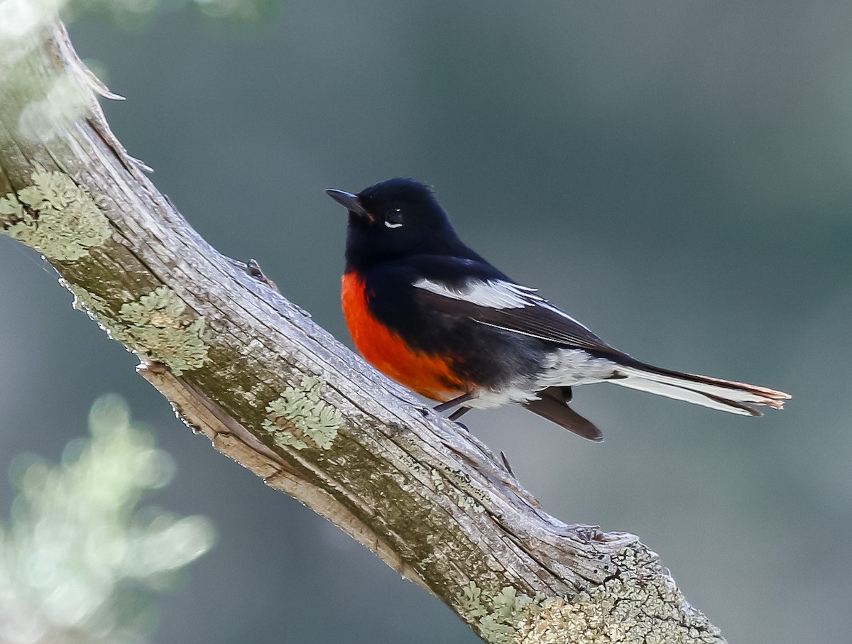 Painted Redstart - ML621808163