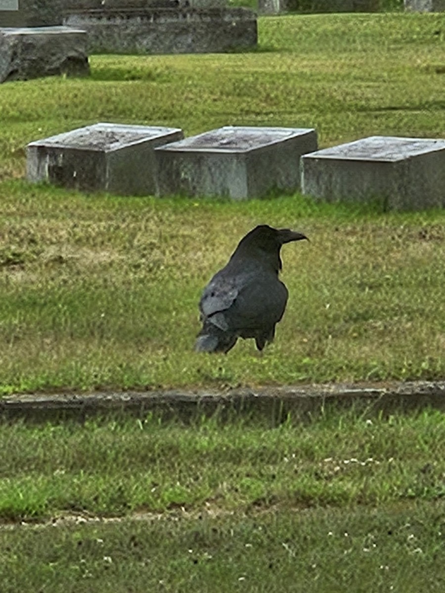 Хон хэрээ - ML621808230