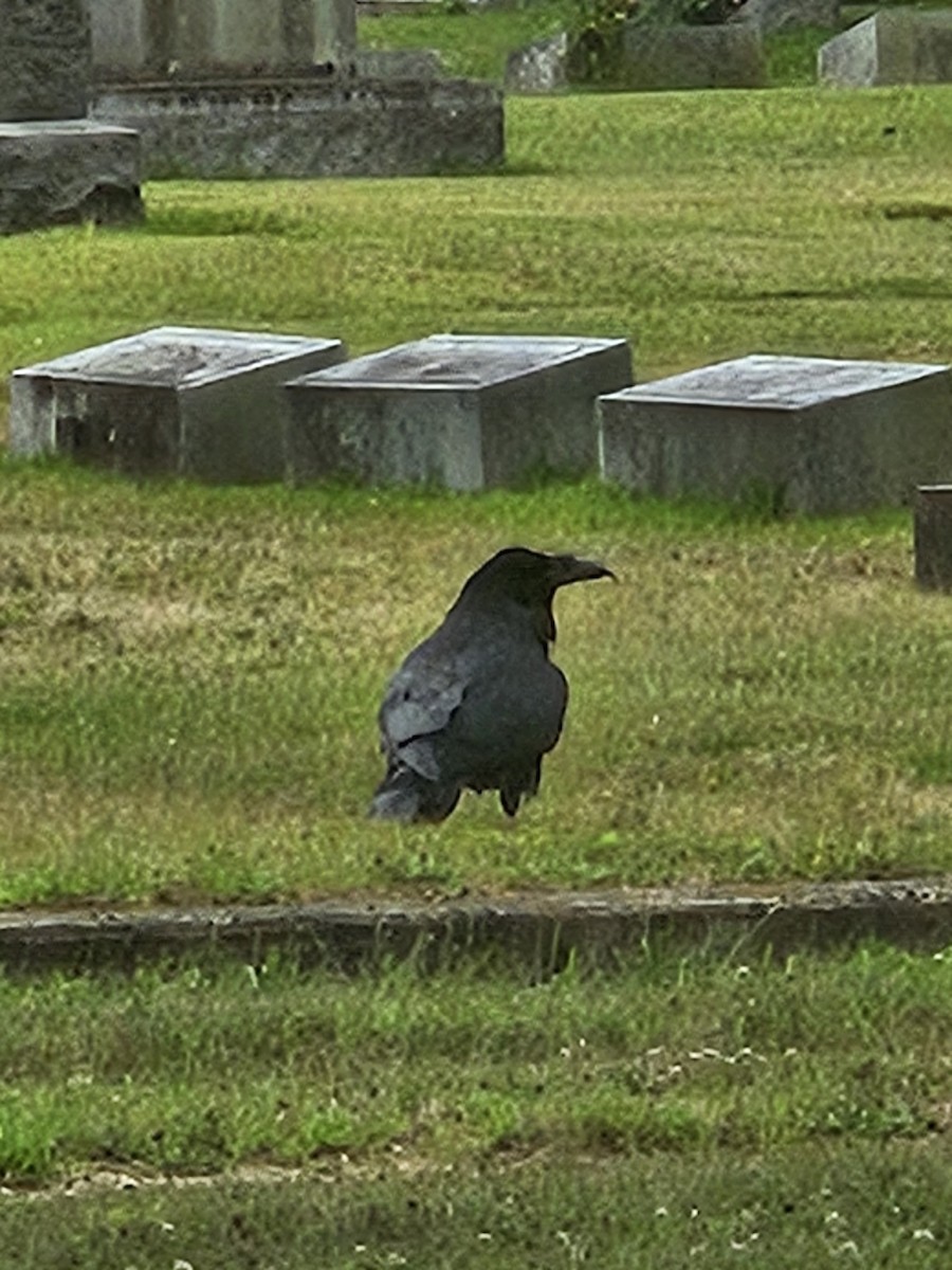 krkavec velký - ML621808231