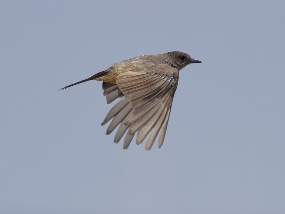 Say's Phoebe - Angus Wilson