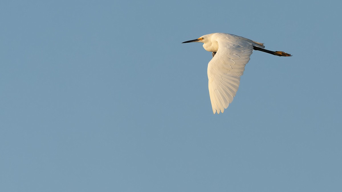 Snowy Egret - ML621808237