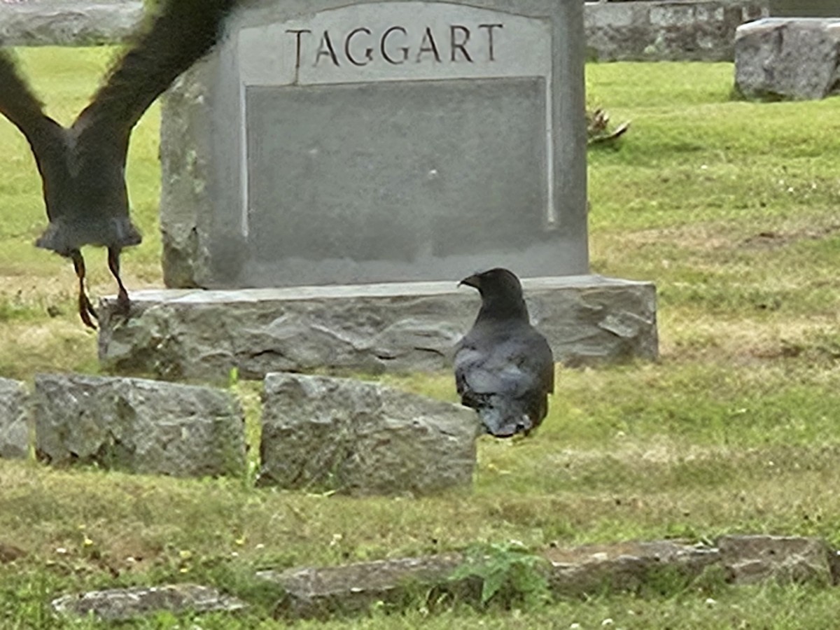 Common Raven - Curt Kessler