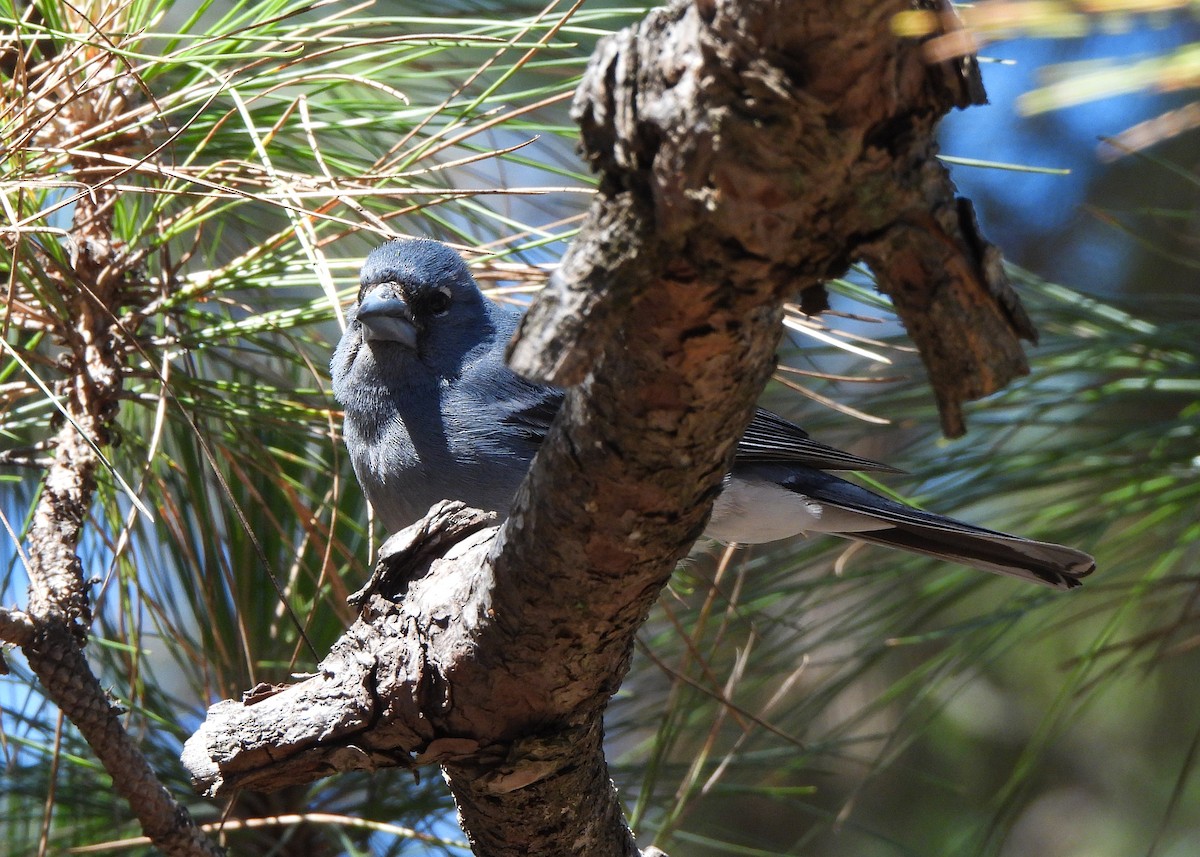 Tenerife Blue Chaffinch - ML621808277