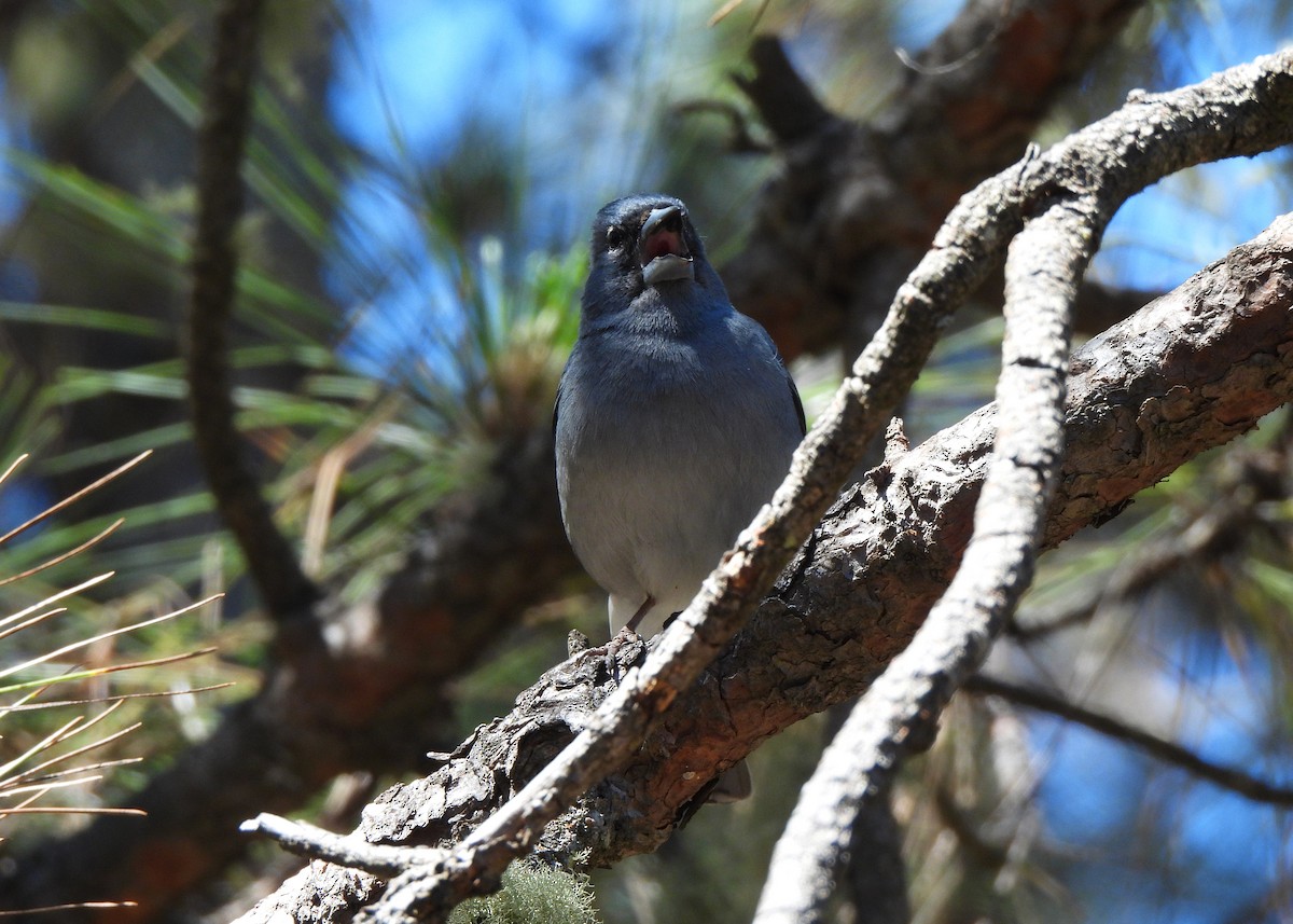 Tenerife Blue Chaffinch - ML621808280