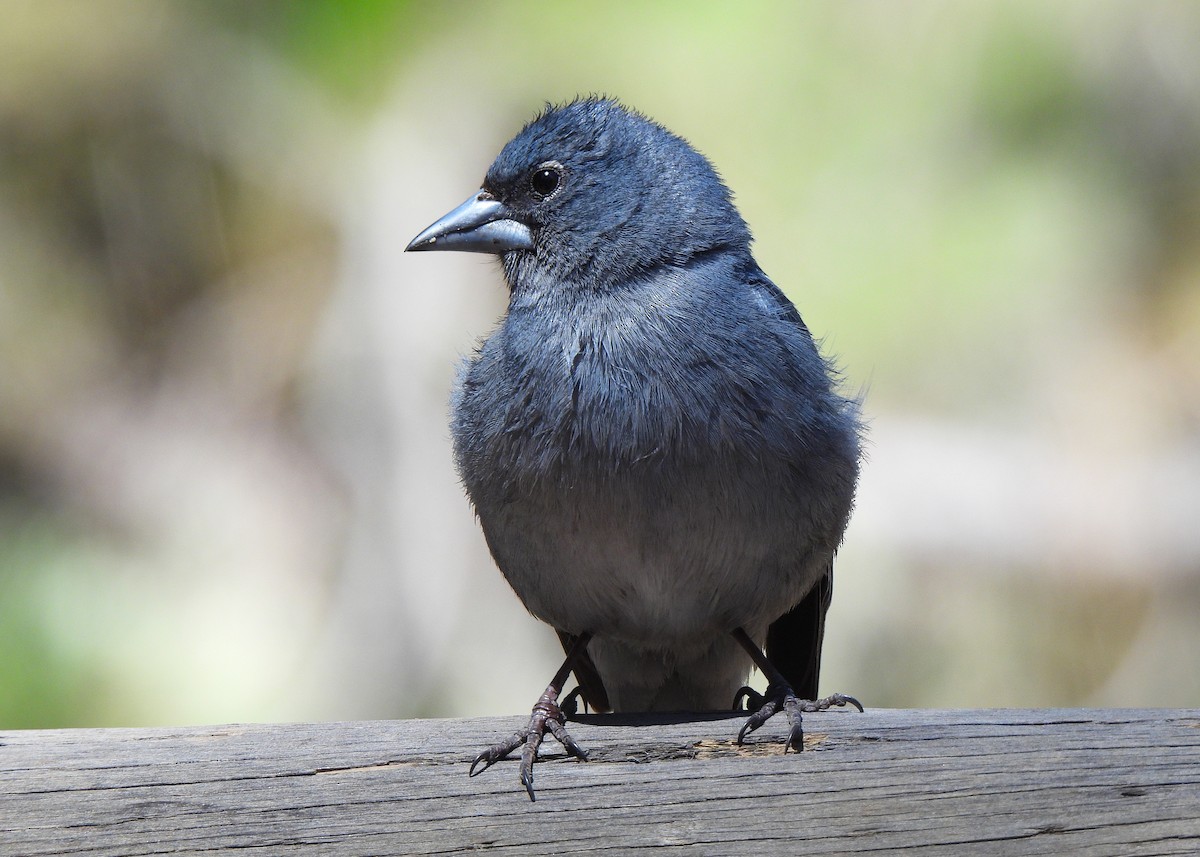 Tenerife Blue Chaffinch - ML621808281