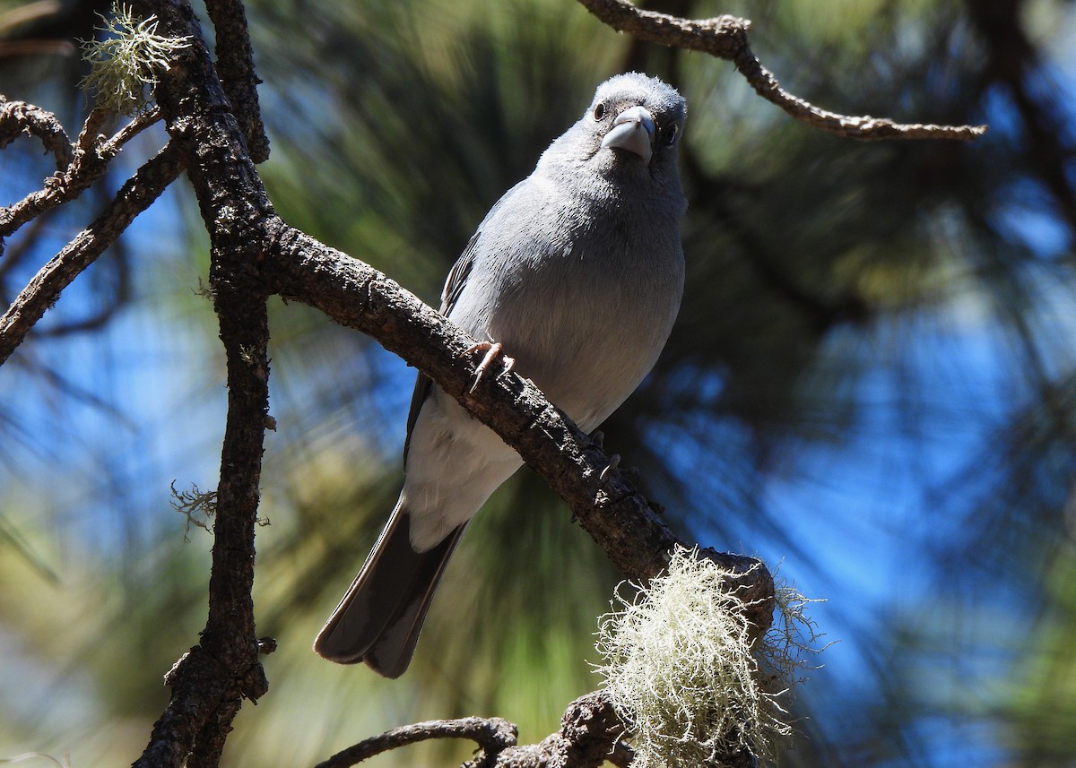 Tenerife Blue Chaffinch - ML621808282