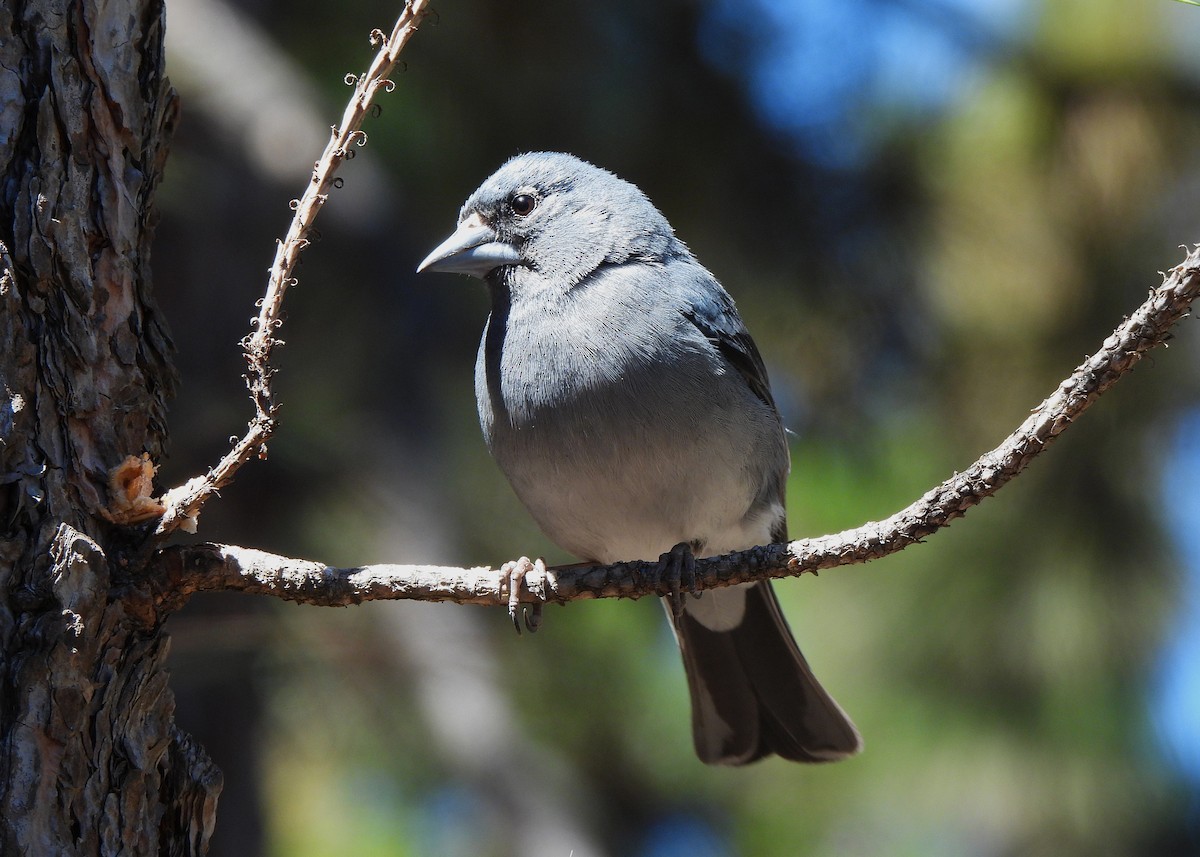 Tenerife Blue Chaffinch - ML621808283