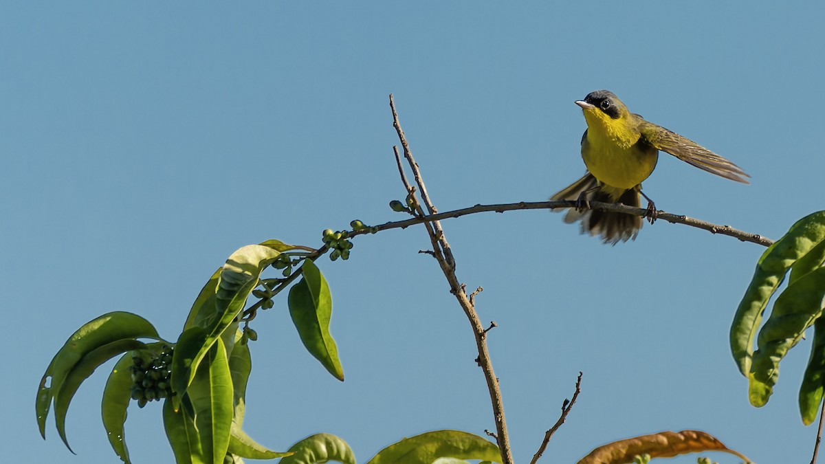 Southern Yellowthroat - ML621808319