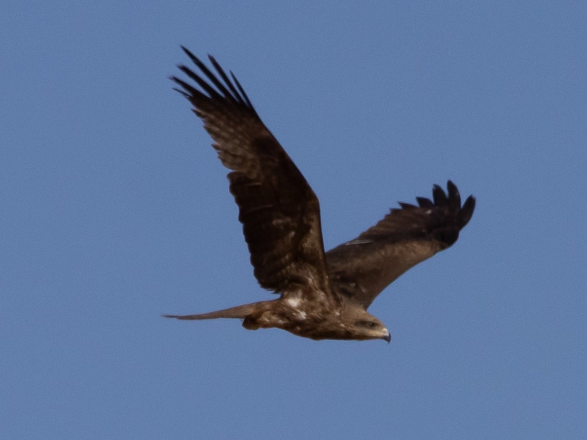 Bonelli's Eagle - ML621808322