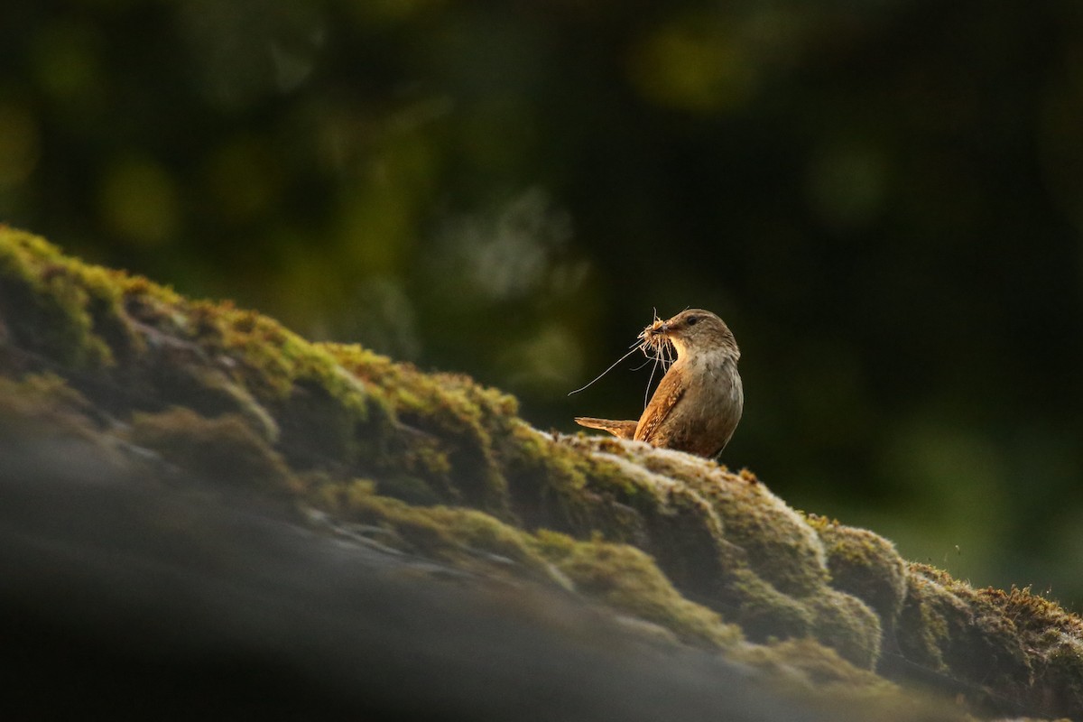 Eurasian Wren - ML621808383