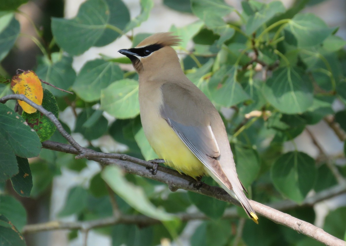 Cedar Waxwing - ML621808391