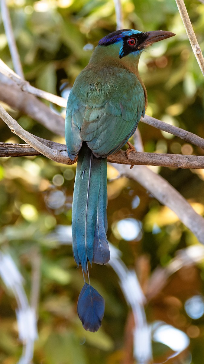 Amazonian Motmot - ML621808401