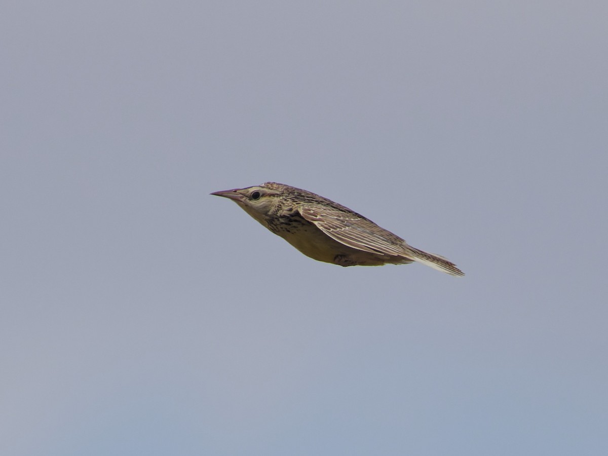 Western Meadowlark - ML621808457