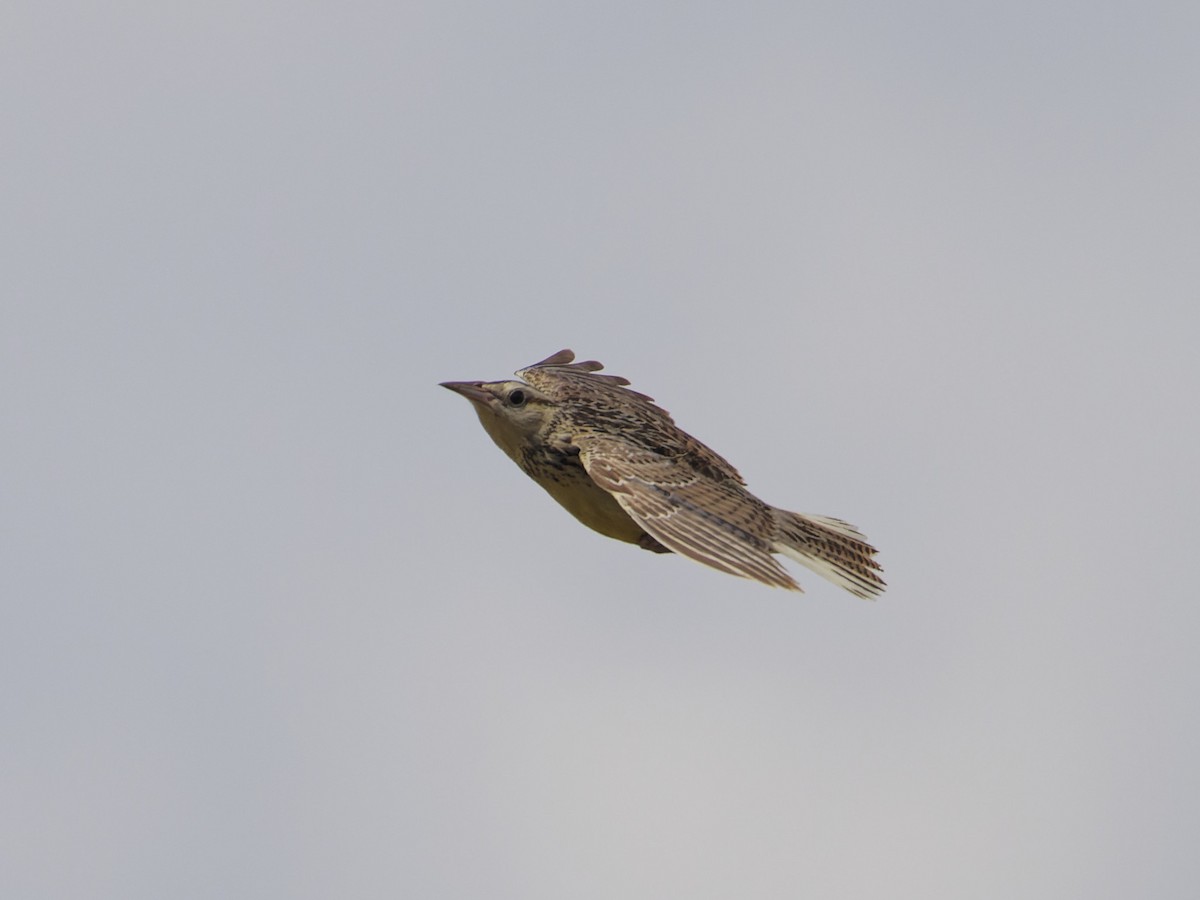 Western Meadowlark - ML621808458