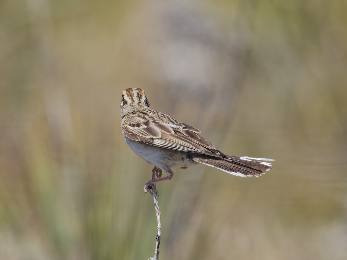 Lark Sparrow - ML621808463