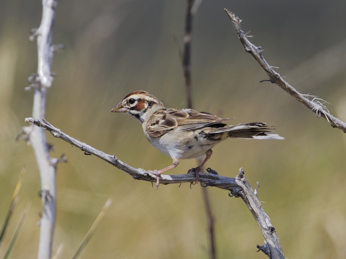 Lark Sparrow - ML621808464