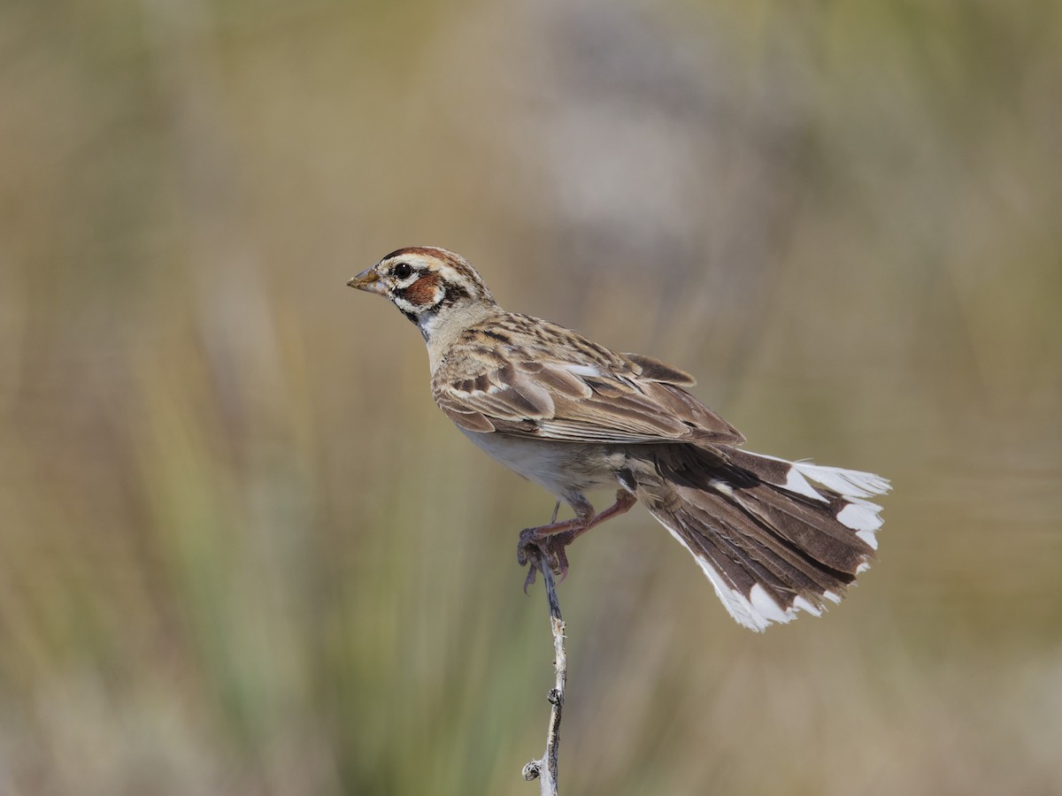 Lark Sparrow - Angus Wilson