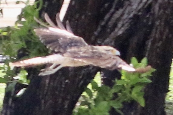 Caracara à tête jaune - ML621808469