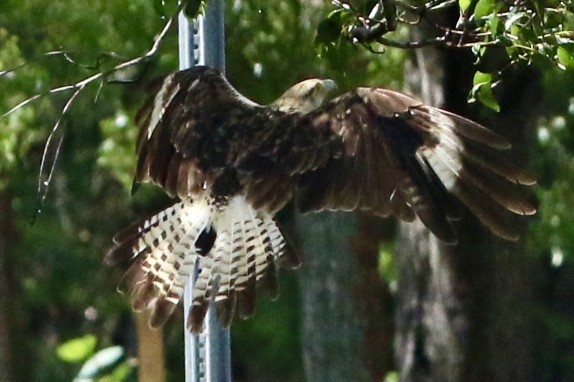 Caracara à tête jaune - ML621808470