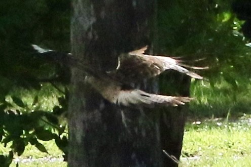 Caracara à tête jaune - ML621808472