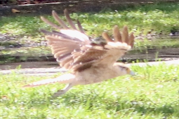 Caracara à tête jaune - ML621808473