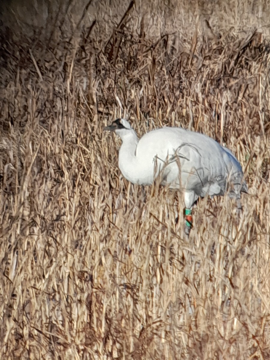 Grulla Trompetera - ML621808475