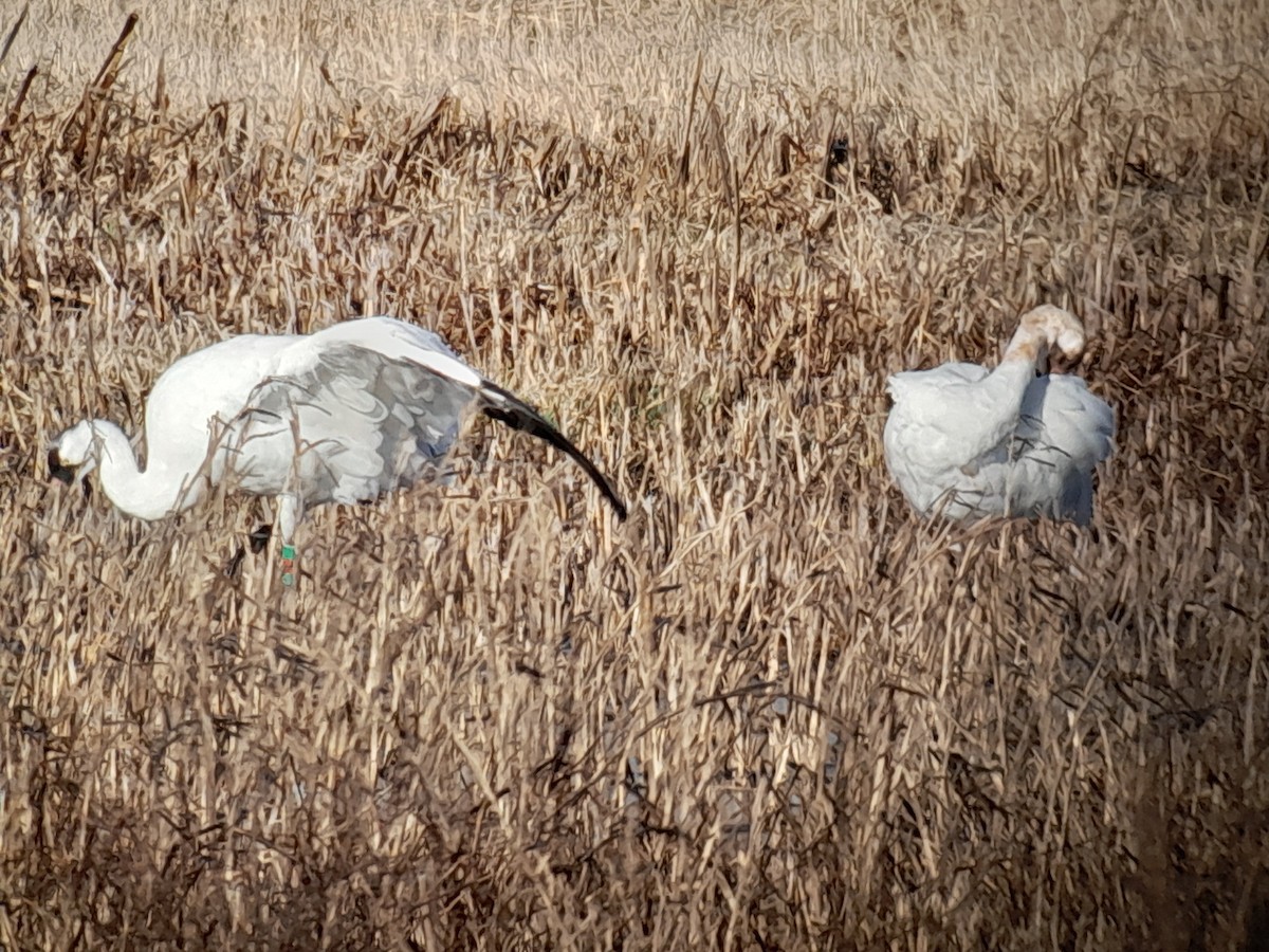 Grulla Trompetera - ML621808476