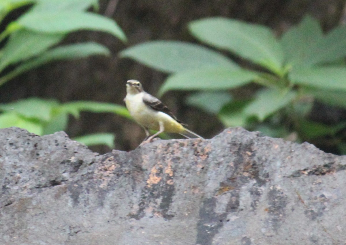 Gray Wagtail - ML621808491