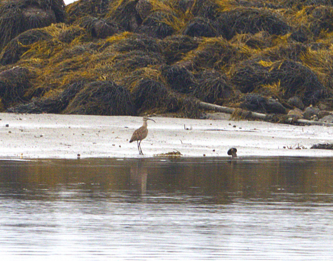 Whimbrel - Hap Ellis